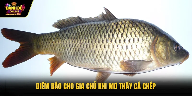 Điềm báo cho gia chủ khi mơ thấy cá chép