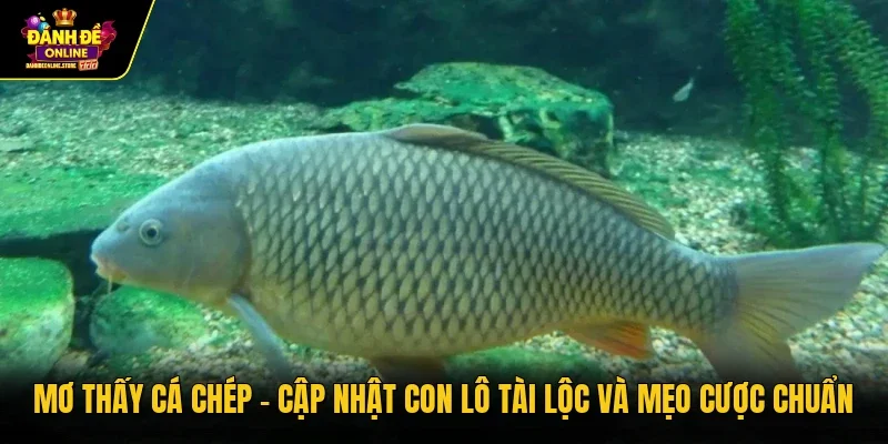 Mơ thấy cá chép