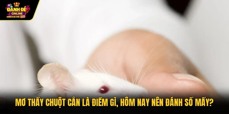 Mơ thấy chuột cắn