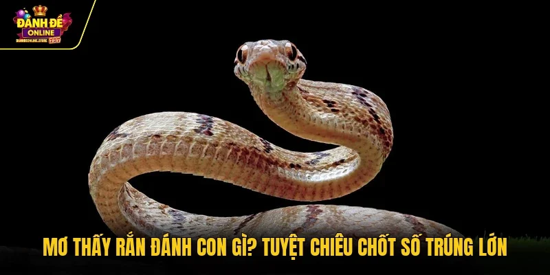 Mơ thấy rắn
