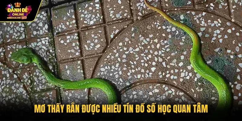 Mơ thấy rắn được nhiều tín đồ số học quan tâm