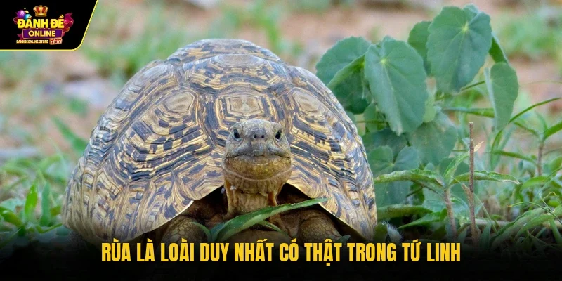 Rùa là loài duy nhất có thật trong tứ linh