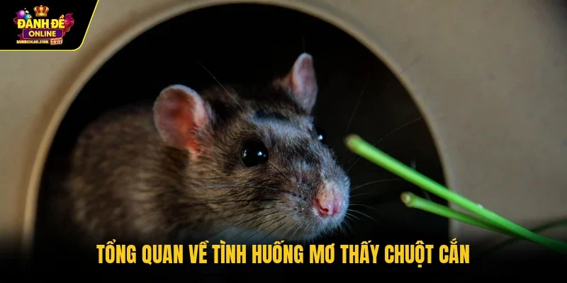 Tổng quan về tình huống mơ thấy chuột cắn